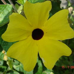 Thunbergia alata Blackeyed Susan Vine seed for sale 