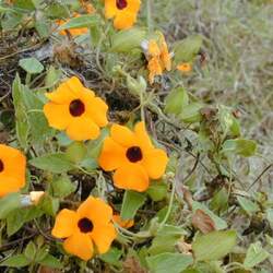 Thunbergia alata Blackeyed Susan Vine seed for sale 