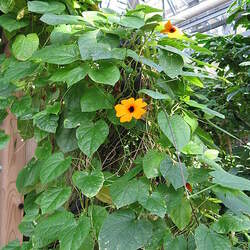 Thunbergia alata Blackeyed Susan Vine seed for sale 