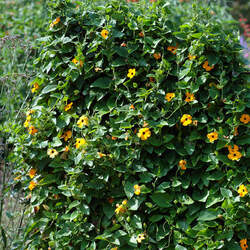 Thunbergia alata Blackeyed Susan Vine seed for sale 