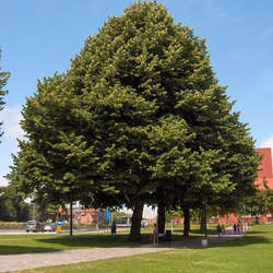 Tilia tomentosa Silver Linden, Silver Lime seed for sale 