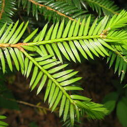 Torreya nucifera Japanese Torreya seed for sale 