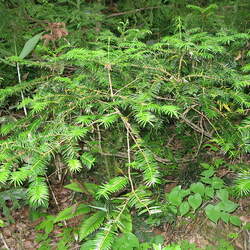 Torreya nucifera Japanese Torreya seed for sale 