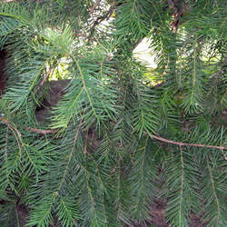 Torreya nucifera Japanese Torreya seed for sale 