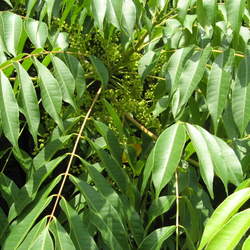 Toxicodendron succedaneum Wax Tree seed for sale 