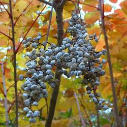 Toxicodendron vernicifluum Chinese Lacquer, Varnish Tree seed for sale 