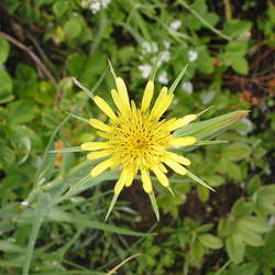 Tragopogon dubius Yellow Salsify, Western Goatsbeard seed for sale 