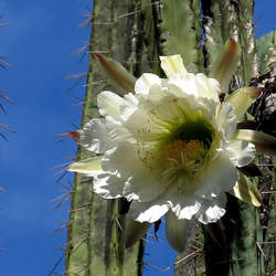 peruvianus     Huancabamba Huancabamba Peruvian Torch, Huancabamba Peruvian Torch Cactus seed for sale 