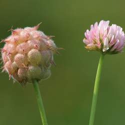 Trifolium fragiferum  Palestine Strawberry Clover, Palestine Strawberry Clover seed for sale 