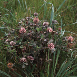 Trifolium hirtum Rose Clover seed for sale 