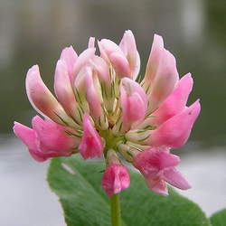 Trifolium hybridum Alsike Clover seed for sale 