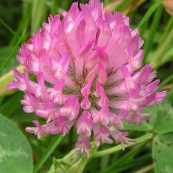 Trifolium pratense   Mammoth Red Clover, Mammoth Red Clover seed for sale 