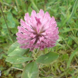 Trifolium pratense   Medium Red Clover, Medium Red Clover seed for sale 