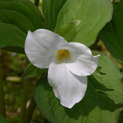 Trillium grandiflorum White Trillium, Large White Trillium seed for sale 