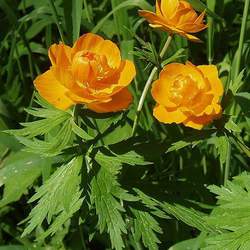 Trollius asiaticus Asian Globeflower seed for sale 