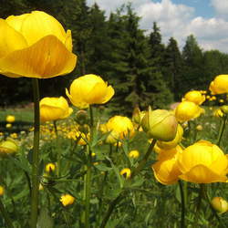 Trollius europaeus Common Globeflower seed for sale 