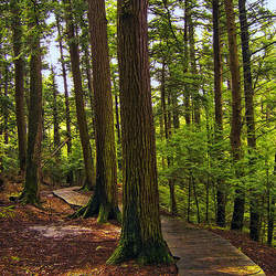 Tsuga canadensis    Northern Eastern Hemlock, Canadian Hemlock seed for sale 