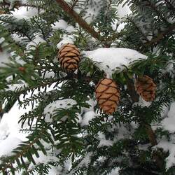 Tsuga diversifolia Northern Japanese Hemlock seed for sale 