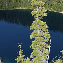 Tsuga mertensiana Mountain Hemlock seed for sale 