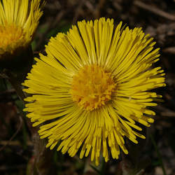 Tussilago farfara Coltsfoot seed for sale 