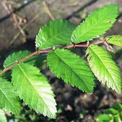 Ulmus alata Winged Elm seed for sale 