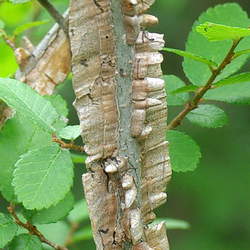 Ulmus alata Winged Elm seed for sale 