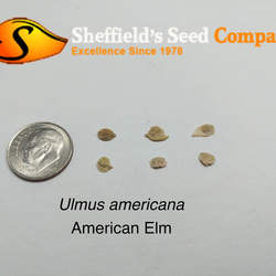 Ulmus americana American Elm seed for sale 