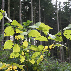 Ulmus americana American Elm seed for sale 