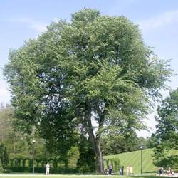 Ulmus americana American Elm seed for sale 