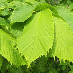 Ulmus glabra Wych Elm, Scotch Elm seed for sale 