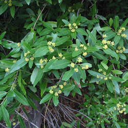 Umbellularia californica California Laurel, California Bay seed for sale 