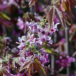 Ungnadia speciosa Mexican Buckeye seed for sale 