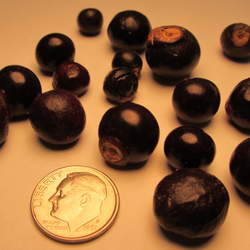 Ungnadia speciosa Mexican Buckeye seed for sale 