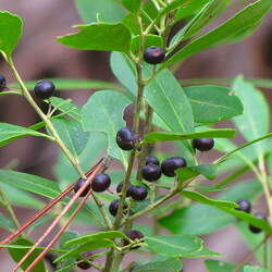 Vaccinium arboreum Farkleberry, Tree Sparkleberry seed for sale 