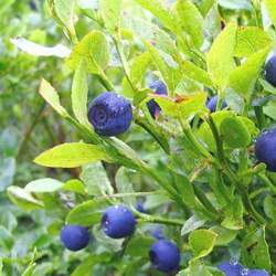 Vaccinium myrtillus Whortleberry, Bilberry, Blaeberry, Ground Hurts, Whinberry, Winberry, Wimberry, Myrtle Blueberry, Fraughan, Blackhearts seed for sale 