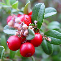 Vaccinium vitis-idaea Cowberry, Foxberry, Mountain Cranberry, Lingonberry, Partridgeberry seed for sale 