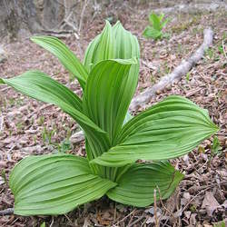 Veratrum album White False Hellebore, White Hellebore seed for sale 