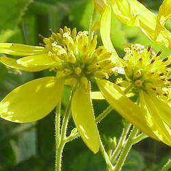 Verbesina alternifolia Wingstem, Yellow Ironweed seed for sale 