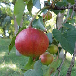 Vernicia fordii Tungoil Tree seed for sale 