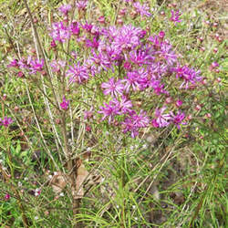 Vernonia angustifolia Tall Ironweed, Narrow Leaf Ironweed seed for sale 