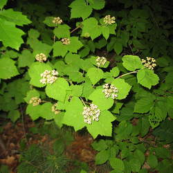 Viburnum acerifolium Mapleleaf Viburnum, Mapleleaved Viburnum, Maple-leaved Viburnum seed for sale 