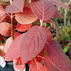 Viburnum burejaeticum Manchurian Viburnum seed for sale 