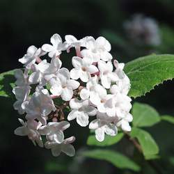 Viburnum carlesii Korean Spice Viburnum seed for sale 