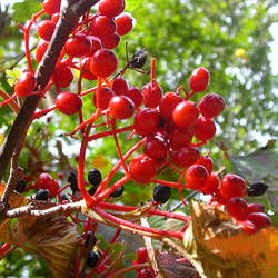 Viburnum dilatatum Linden Arrowwood, Linden Viburnum seed for sale 