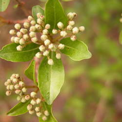 Viburnum obovatum Small-leaf Arrowwood, Walter's Viburnum seed for sale 