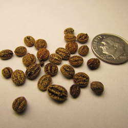 Viburnum obovatum Small-leaf Arrowwood, Walter's Viburnum seed for sale 