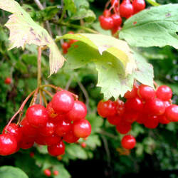 Viburnum opulus European Cranberrybush, European Highbush Cranberry seed for sale 