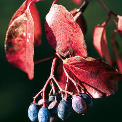 Viburnum rufidulum Rusty Blackhaw, Southern Blackhaw seed for sale 