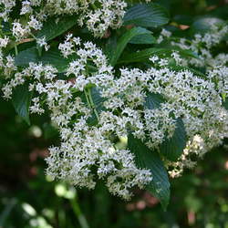 Viburnum sieboldii Siebold's Arrowwood, Siebold Viburnum seed for sale 