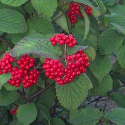 Viburnum wrightii Wright Viburnum seed for sale 